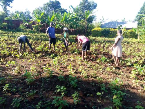 In der Ferienzeit helfen alle beim Gemüseanbau mit.