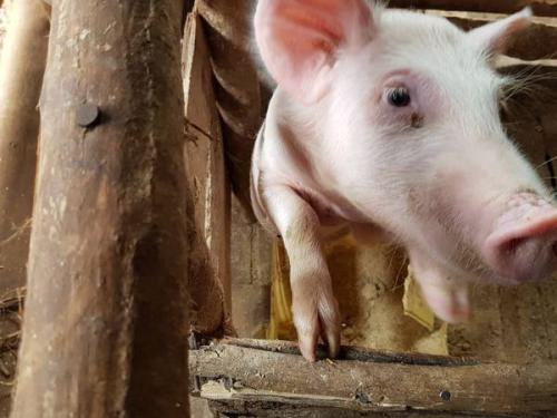 Dank Extra-Spenden zu Weihnachten konnten insgesamt 9 Schweine gekauft werden. Diese unterstützen Irene bei der Selbstversorgung.