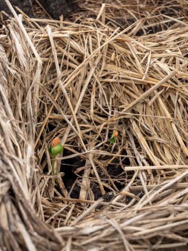 Paddy ist nach Abschluss seines Ausbildung u.a. Farmer. Hier sehen wir Melonenpflänzchen.